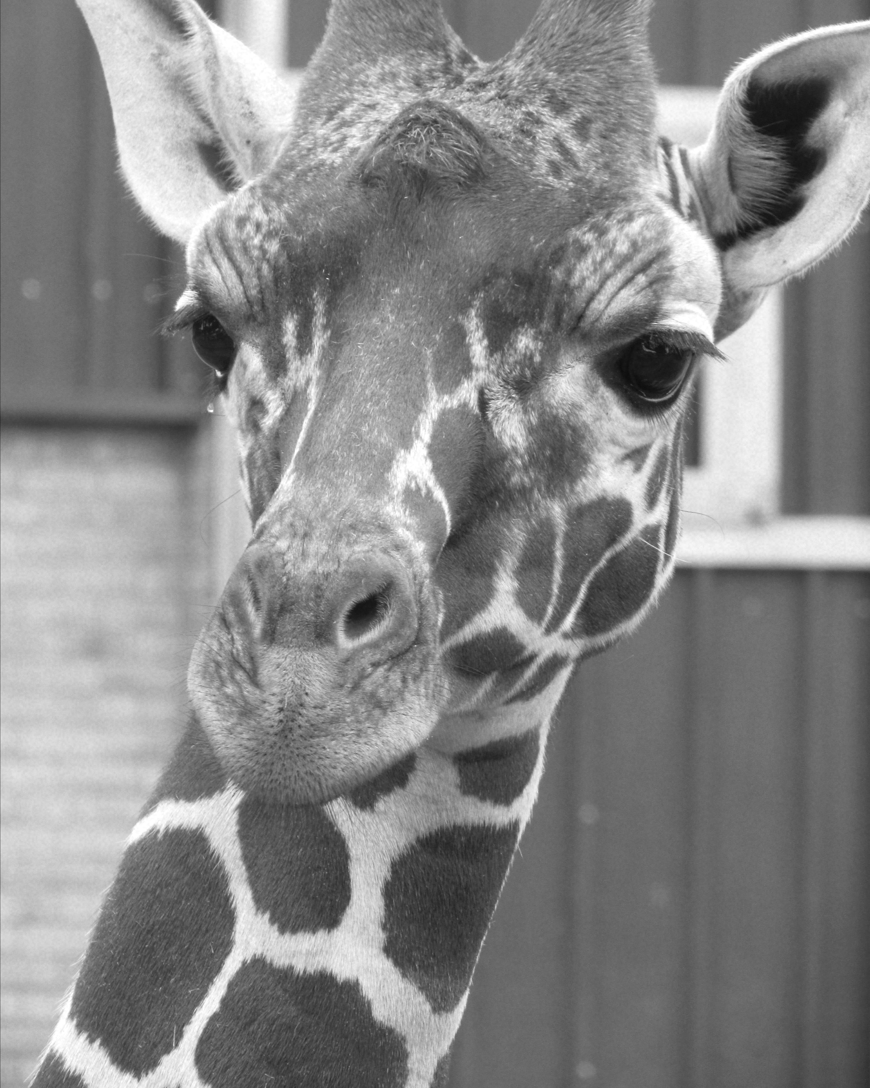 Young Giraffe watching all the visitors at Whipsnade zoo