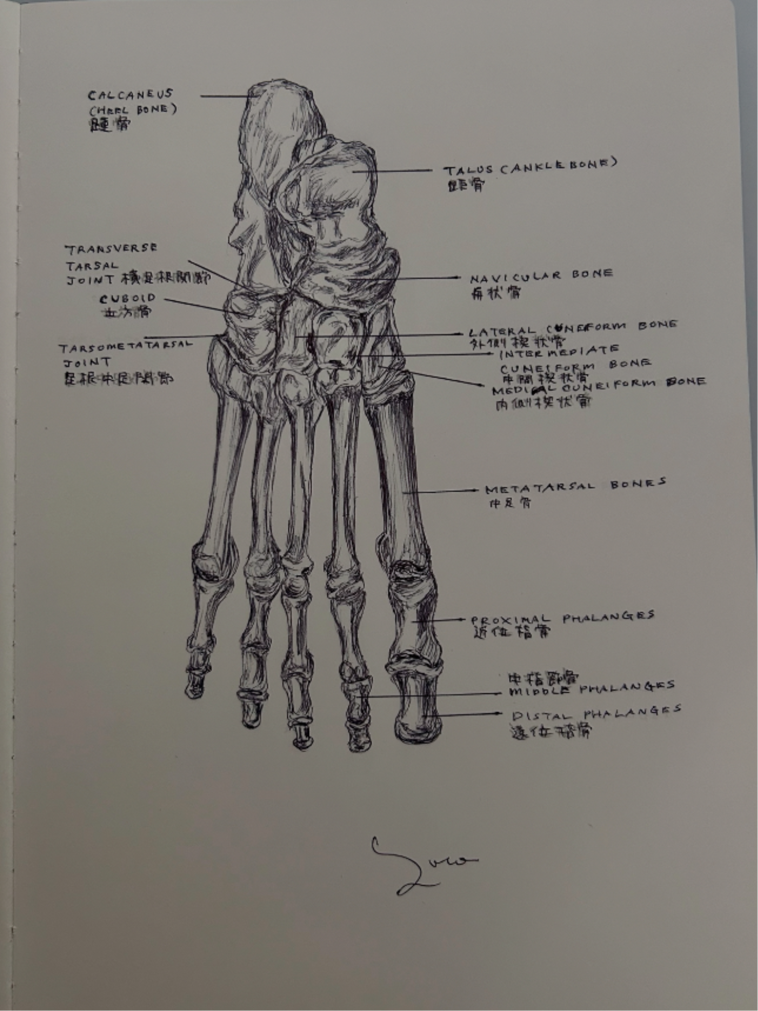 Ballpen Medical Drawing Bones 🦴