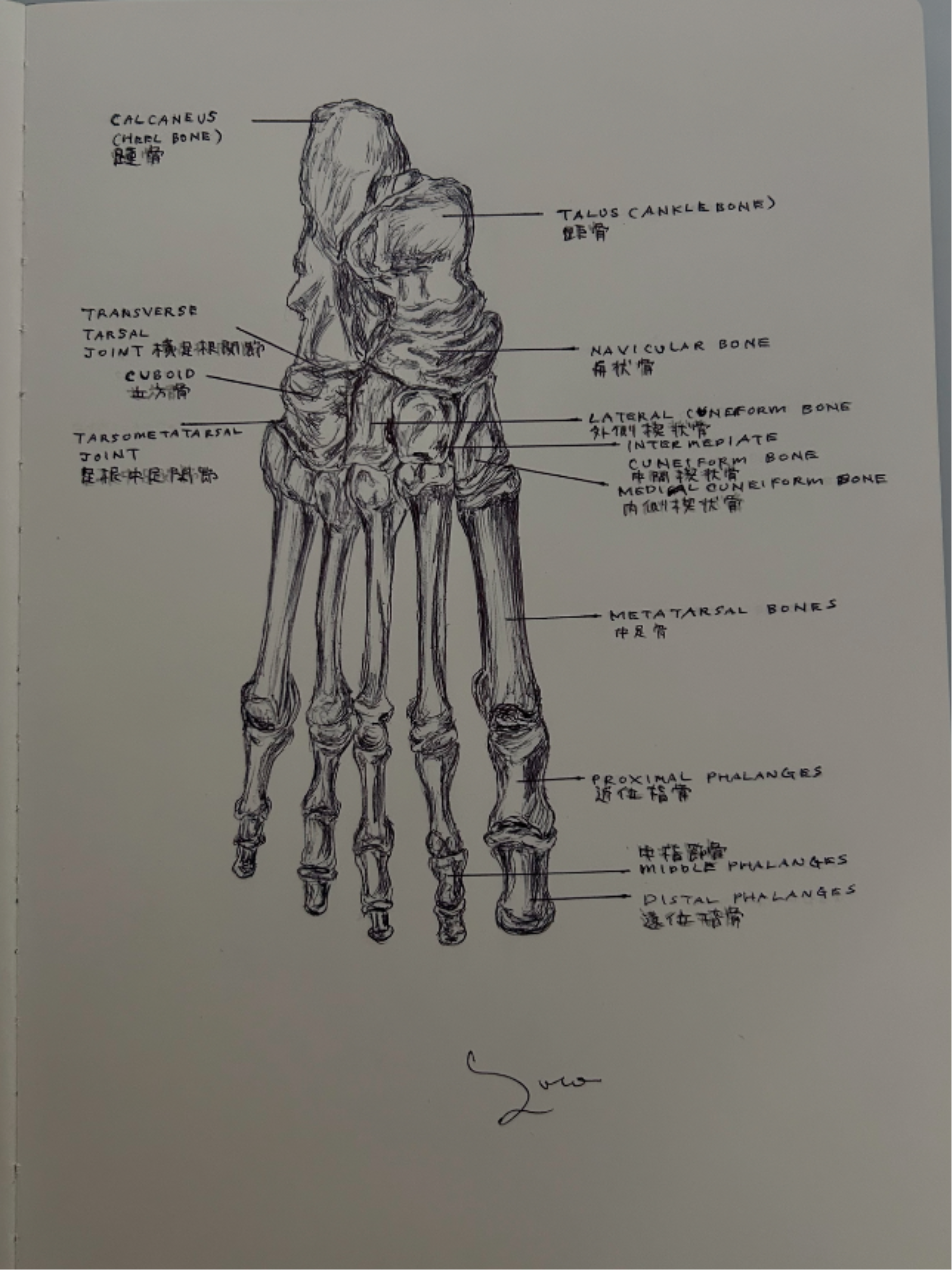 Ballpen Medical Drawing ✍🏻 Bones 🦴