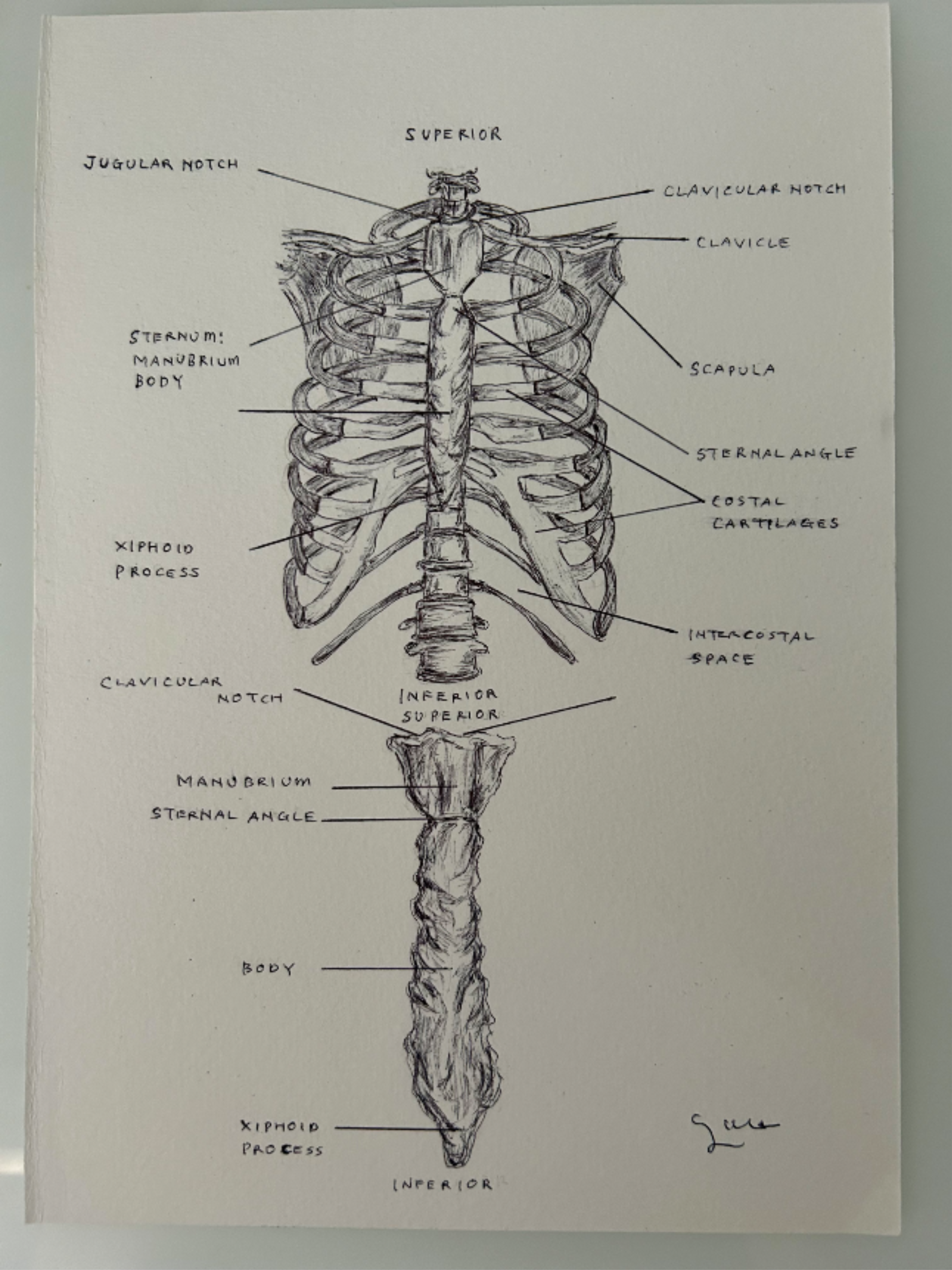 Ballpen Medical 🏥 Drawing ✍🏻 Bones 🦴