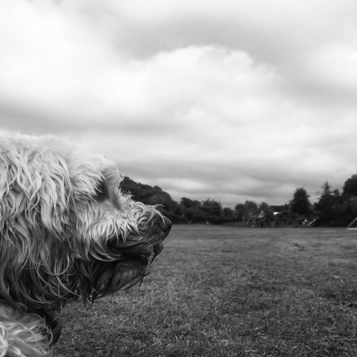 Capturing my dog with the noir filter on my iPhone